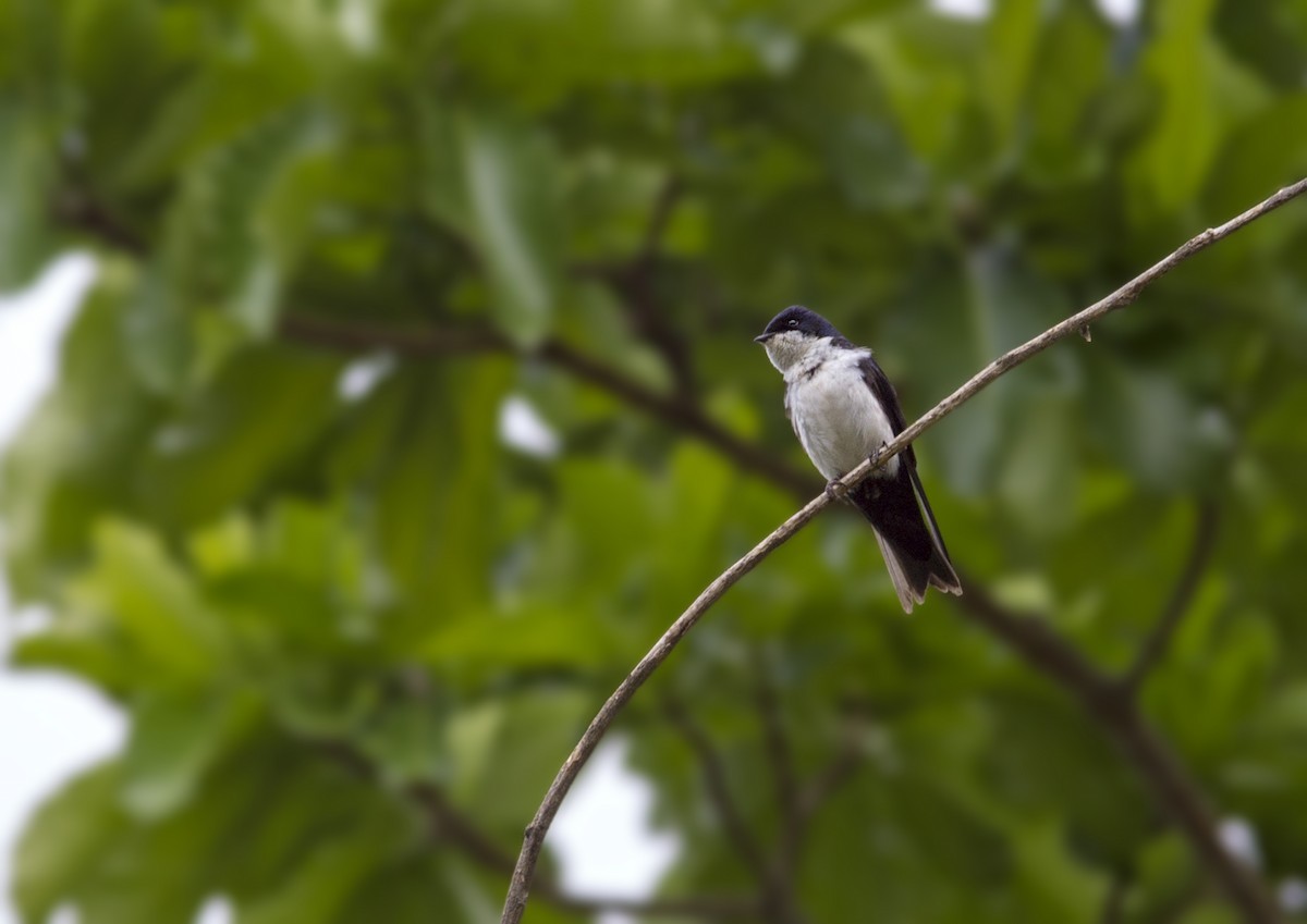 Blue-and-white Swallow - ML324381861