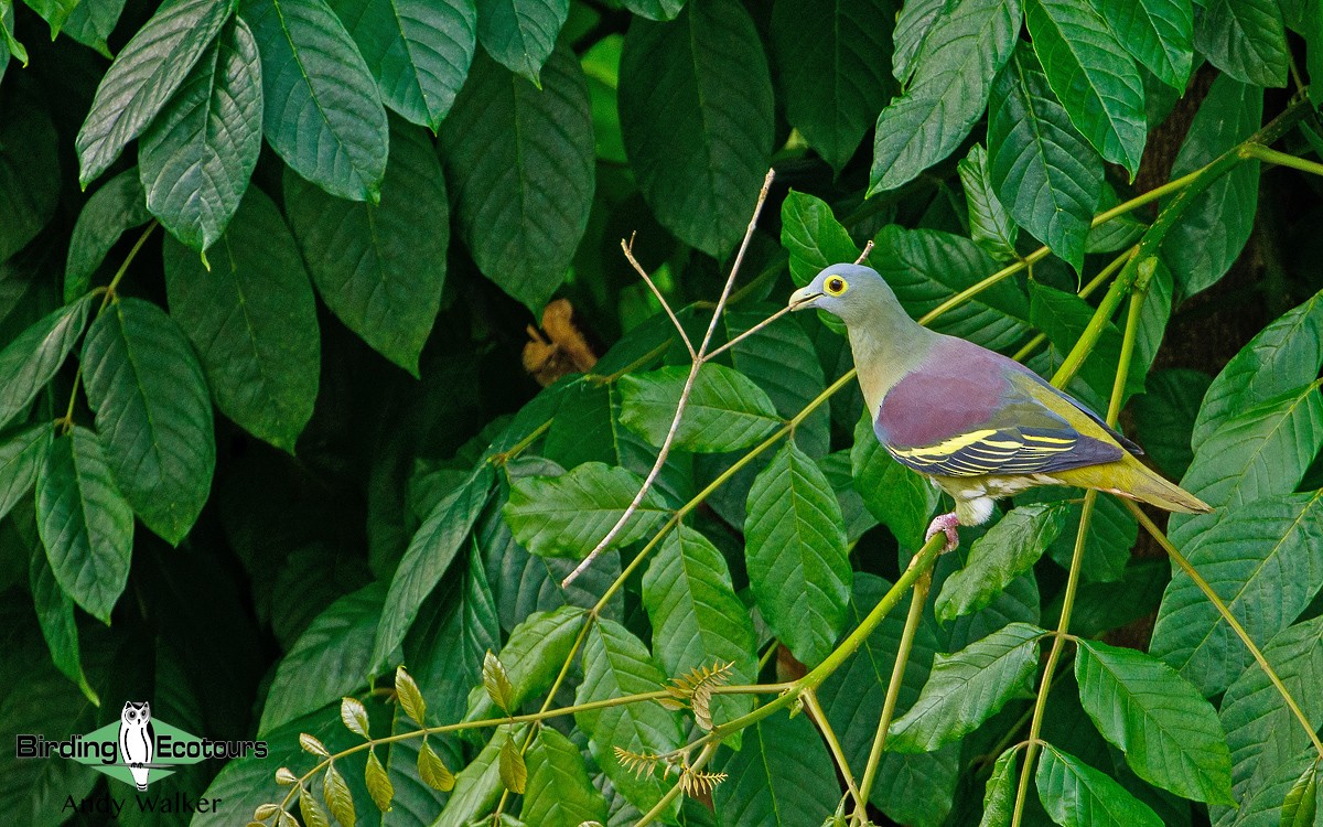 Gray-cheeked Green-Pigeon - Andy Walker - Birding Ecotours