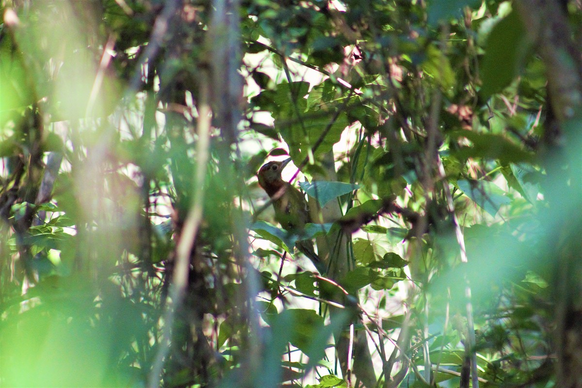 Red-collared Woodpecker - Souvit Chuekongya