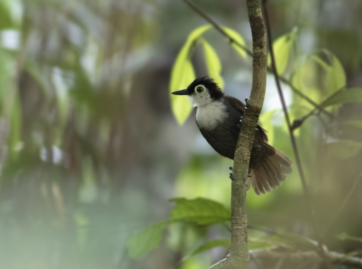 White-breasted Antbird - ML324384181