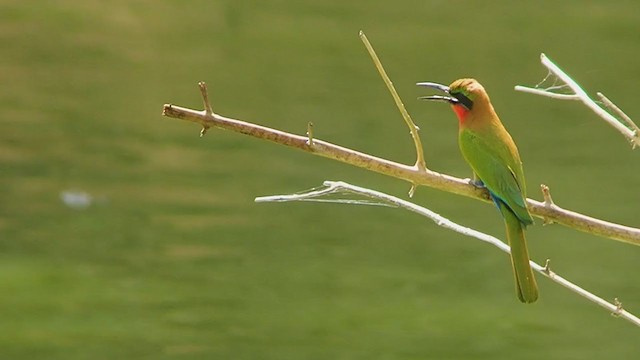 Red-throated Bee-eater - ML324384791