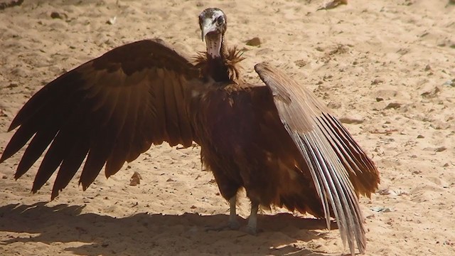 Hooded Vulture - ML324385201