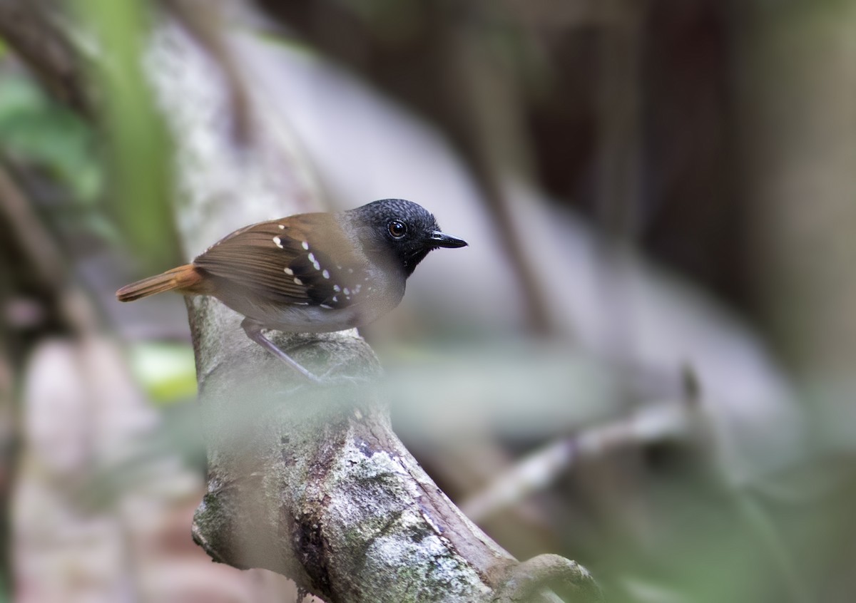 Chestnut-tailed Antbird (pallens) - Caio Brito