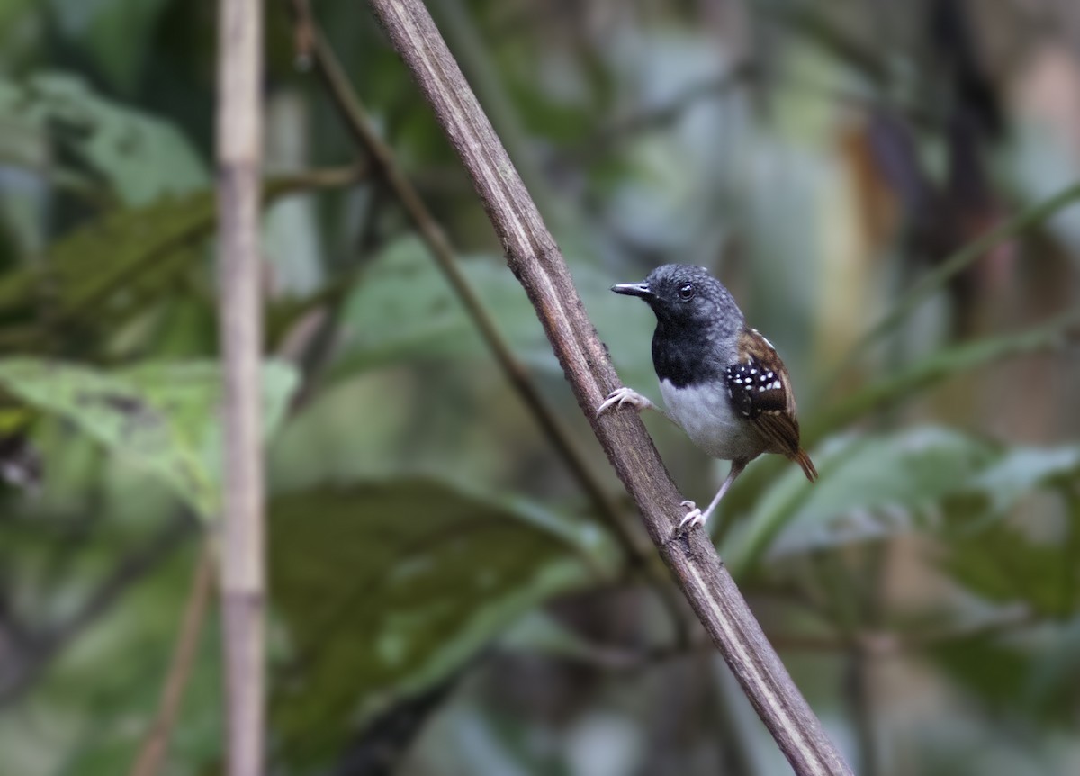 Chestnut-tailed Antbird (pallens) - ML324385461