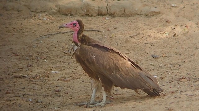 Hooded Vulture - ML324386531