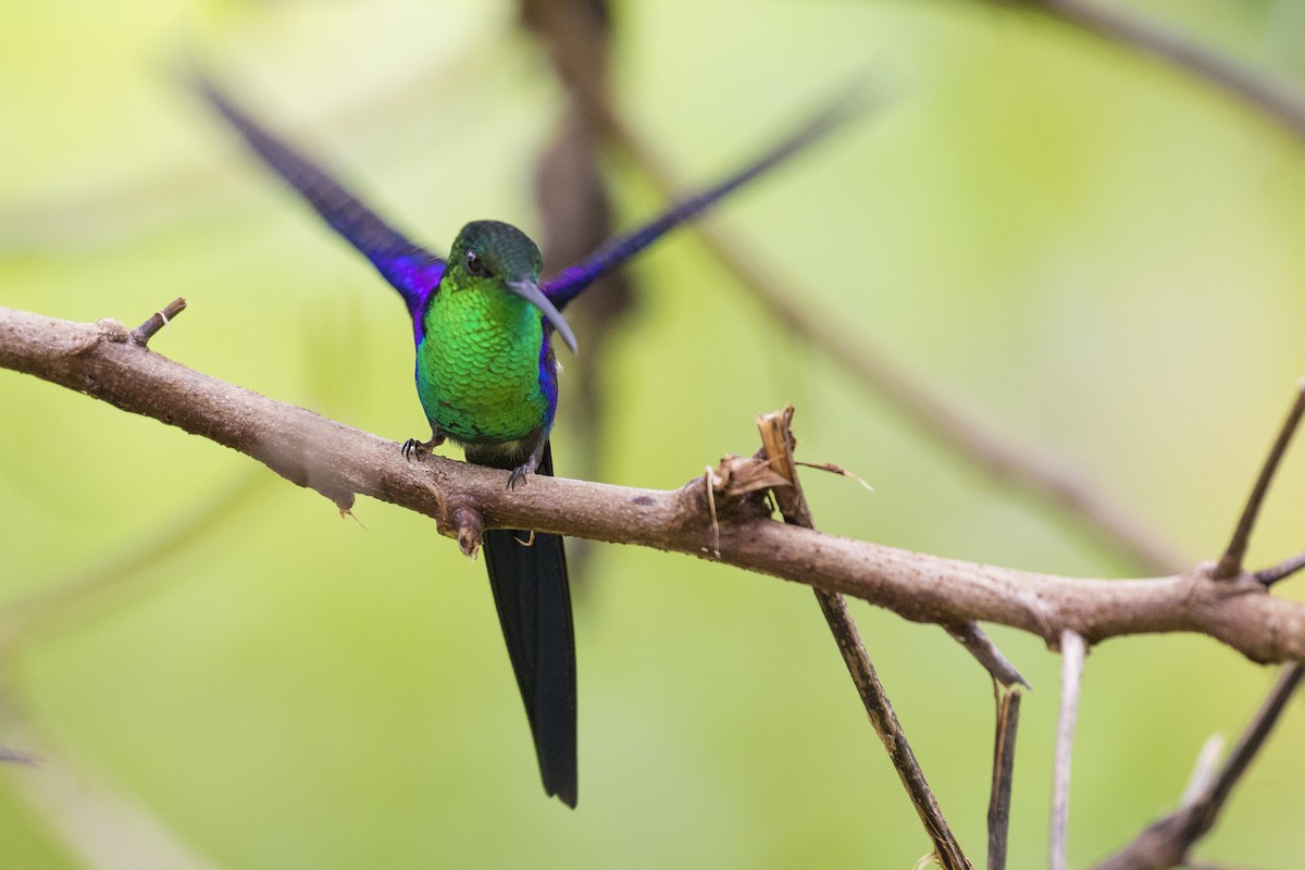 kolibřík pralesní - ML324388811