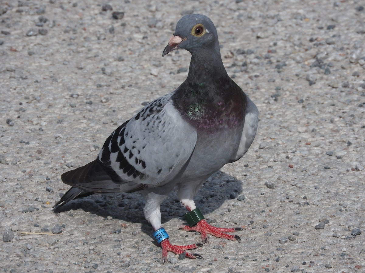 Rock Pigeon (Feral Pigeon) - ML32438941