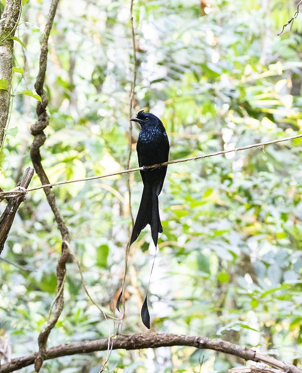 Greater Racket-tailed Drongo - Hanno Stamm