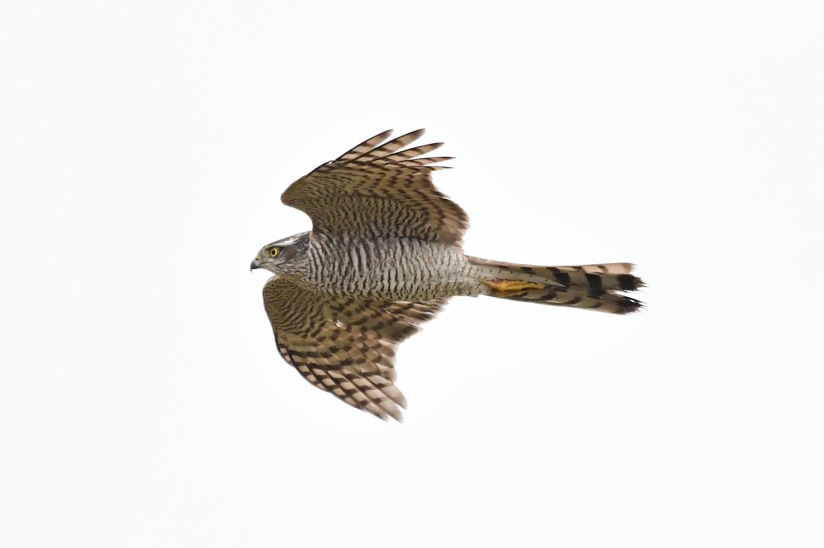 Eurasian Sparrowhawk - Miguel Arribas Tiemblo