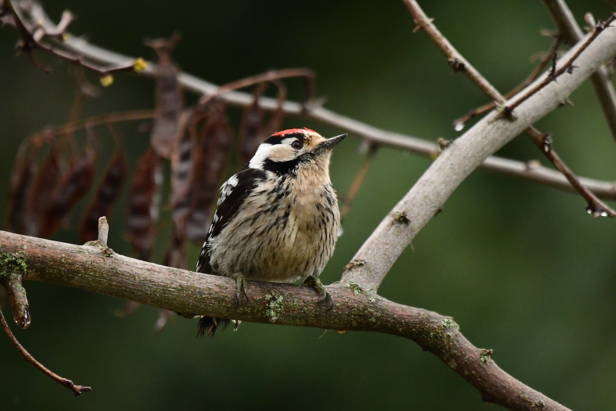 Lesser Spotted Woodpecker - Miguel Arribas Tiemblo
