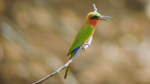 Red-throated Bee-eater - ML324400711