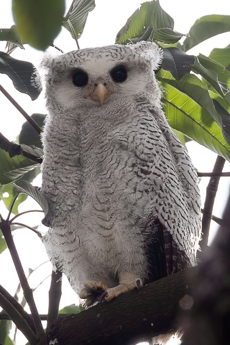 Barred Eagle-Owl - ML324401271