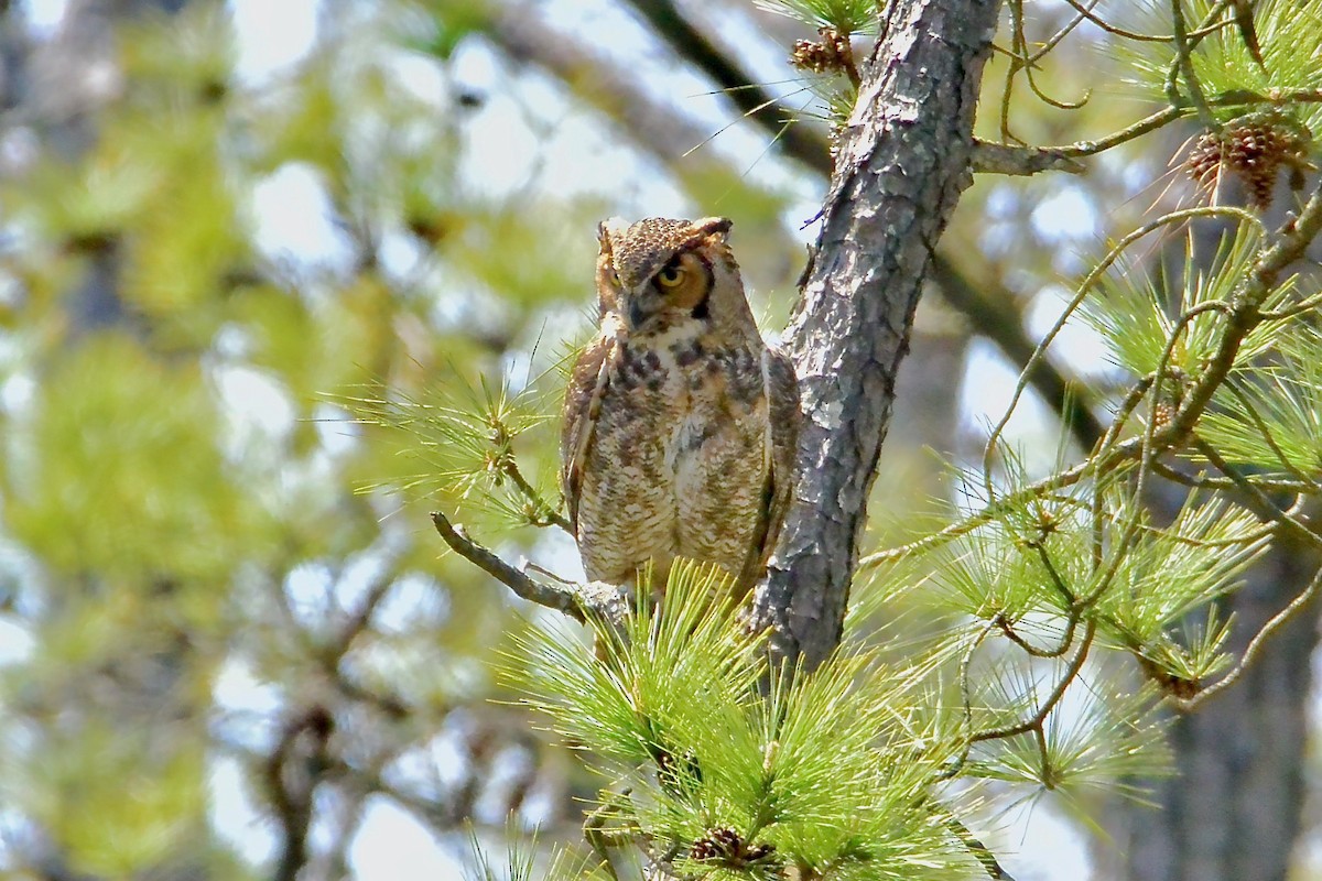 Great Horned Owl - Seth Honig