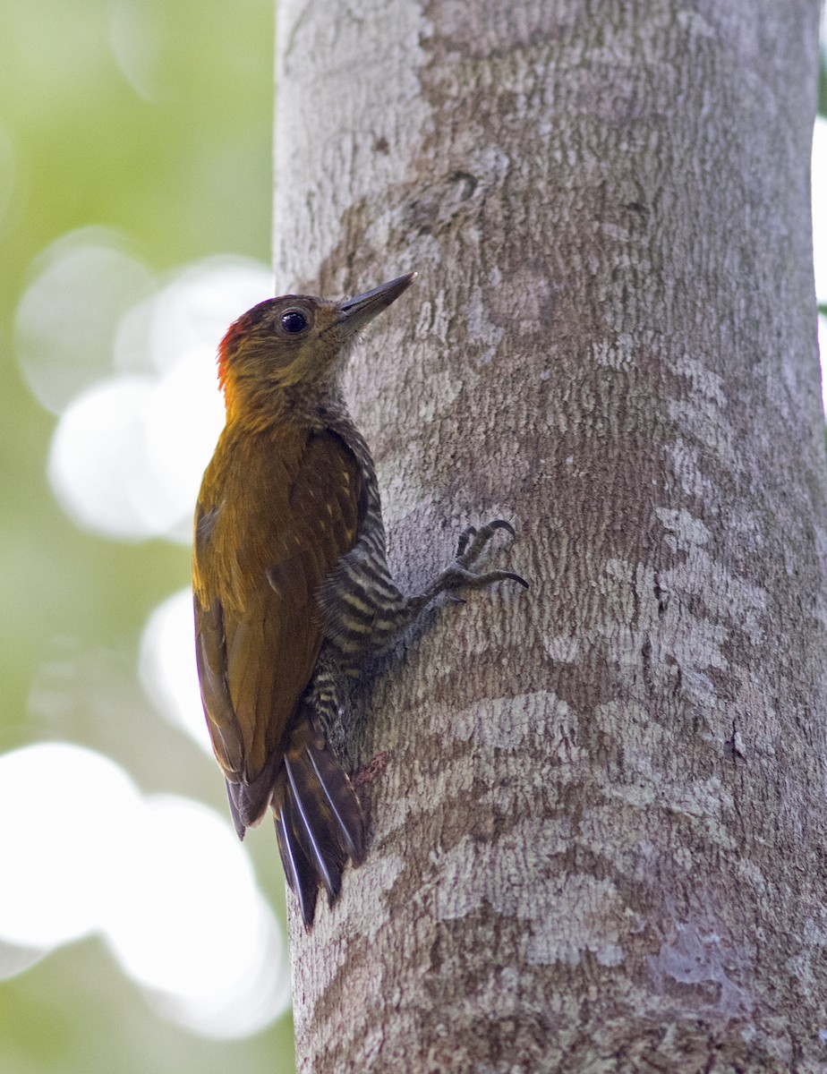Red-stained Woodpecker - ML324404241