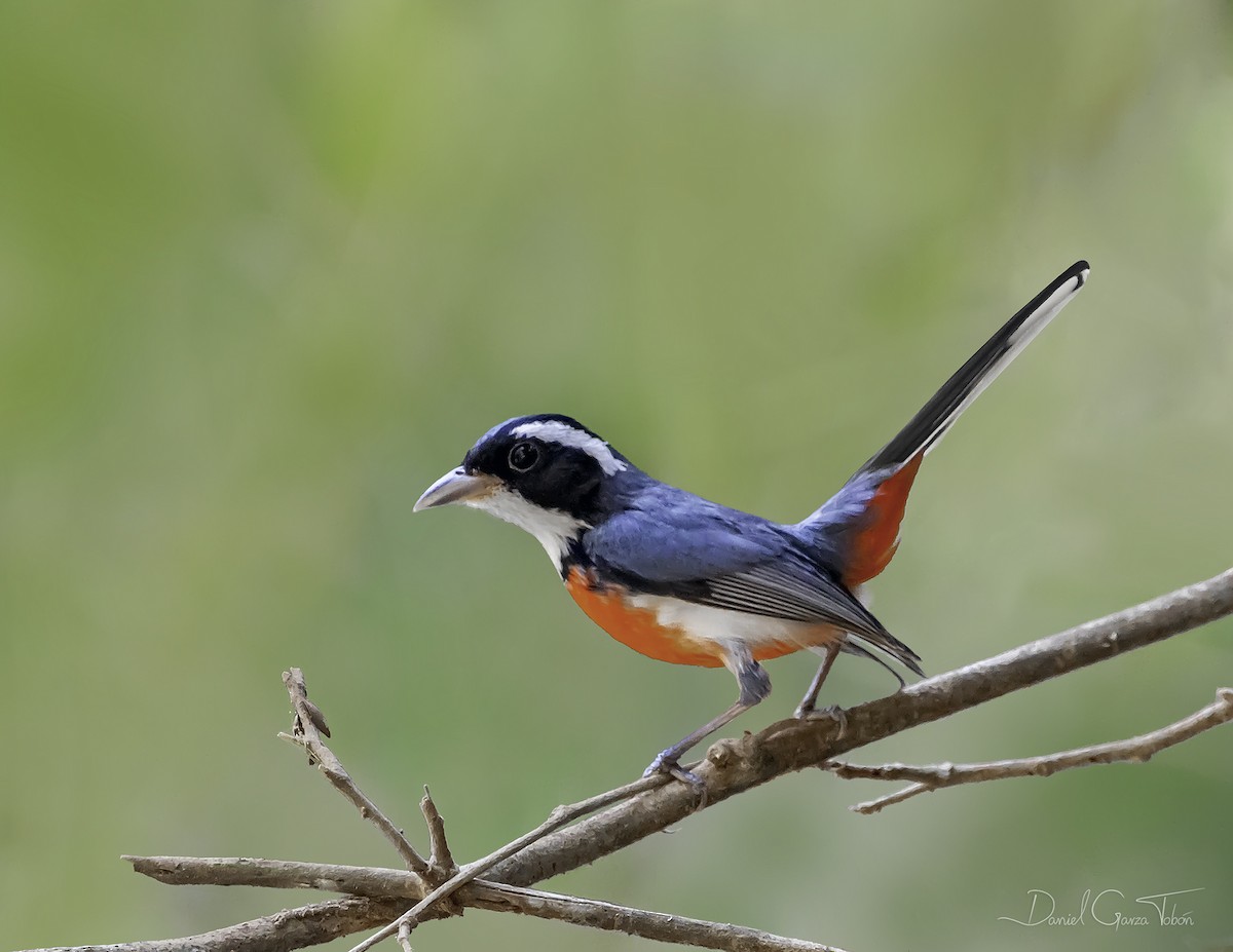 Red-breasted Chat - ML324404651