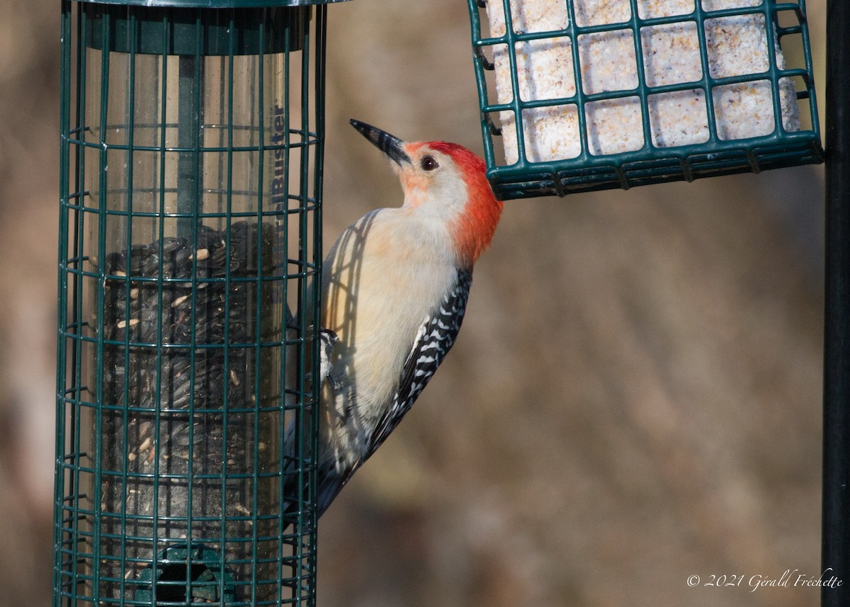 Red-bellied Woodpecker - ML324405061