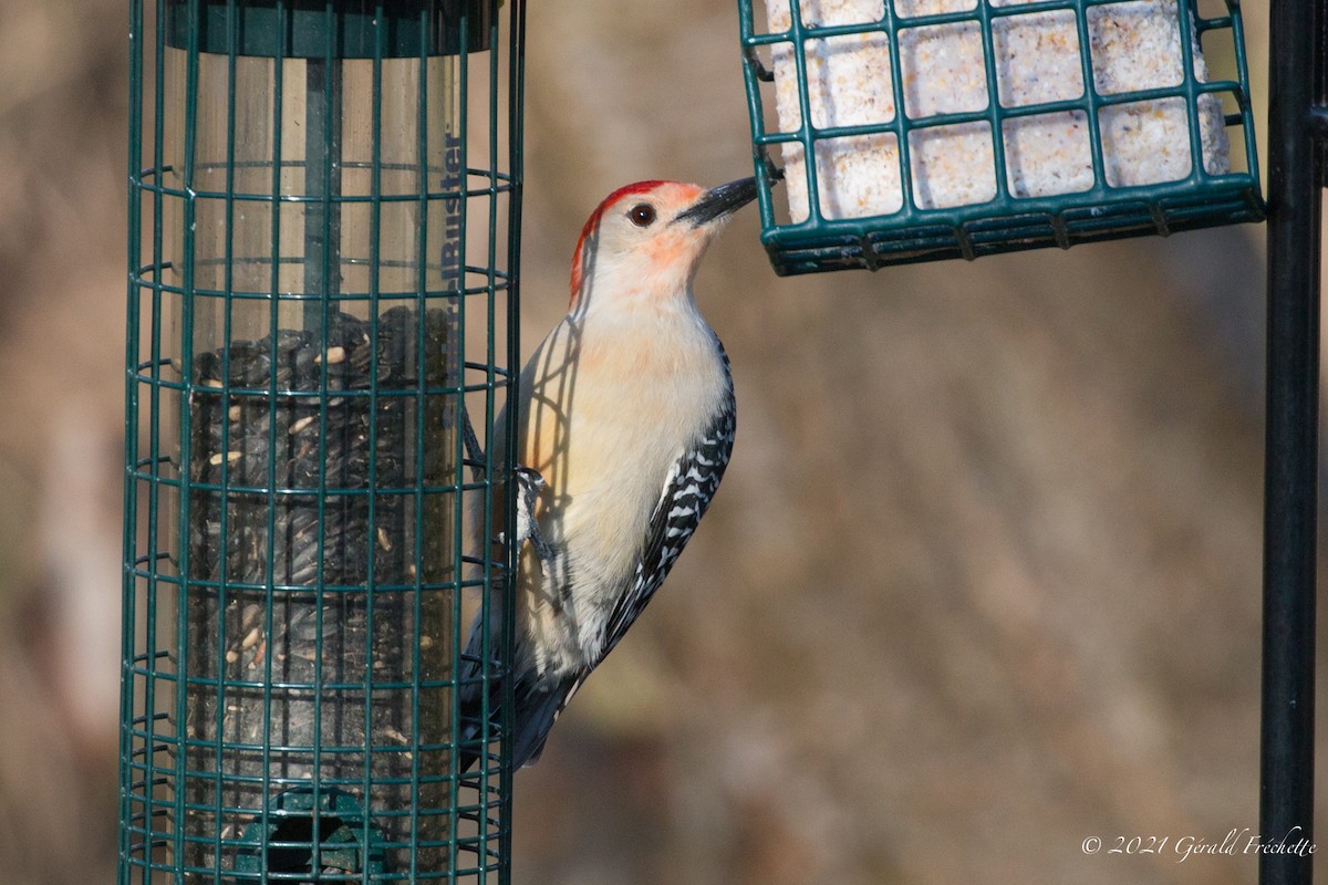 Red-bellied Woodpecker - ML324405071