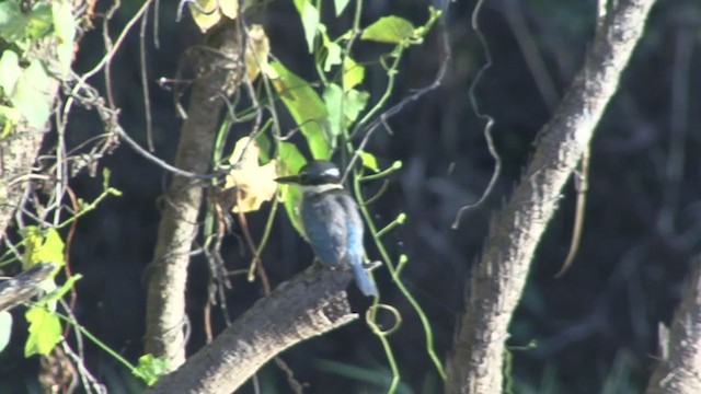 Forest Kingfisher - ML324409731