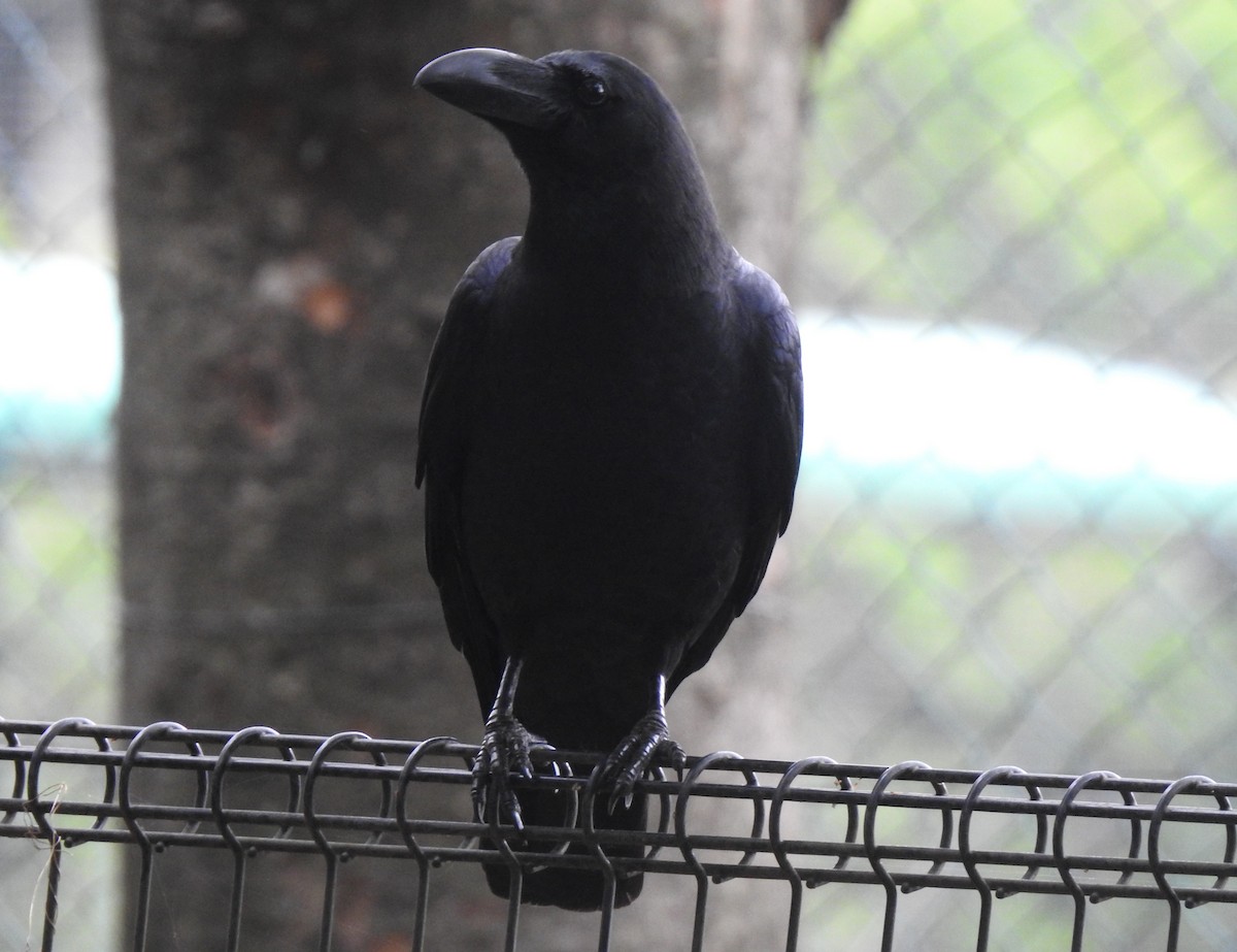 Large-billed Crow - ML324409911