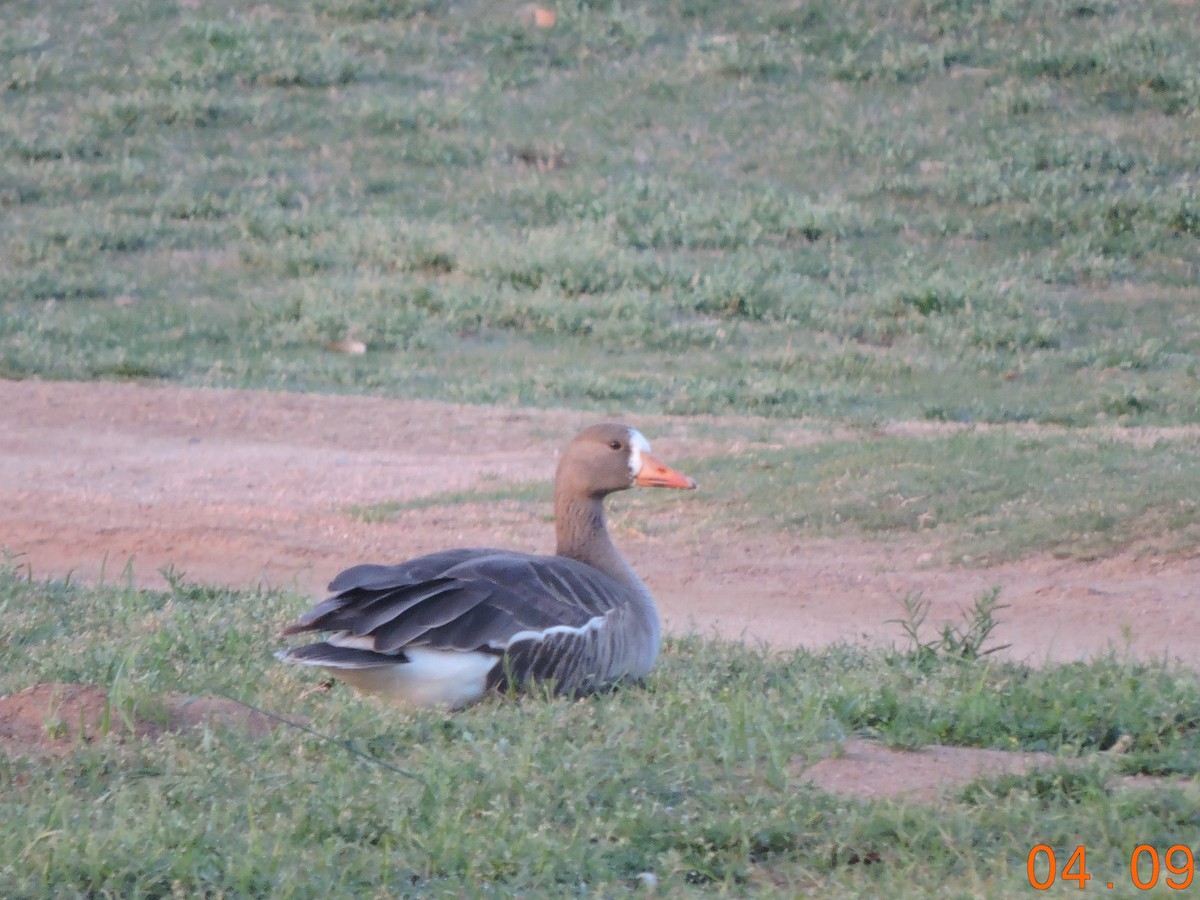 Greater White-fronted Goose - ML324410451