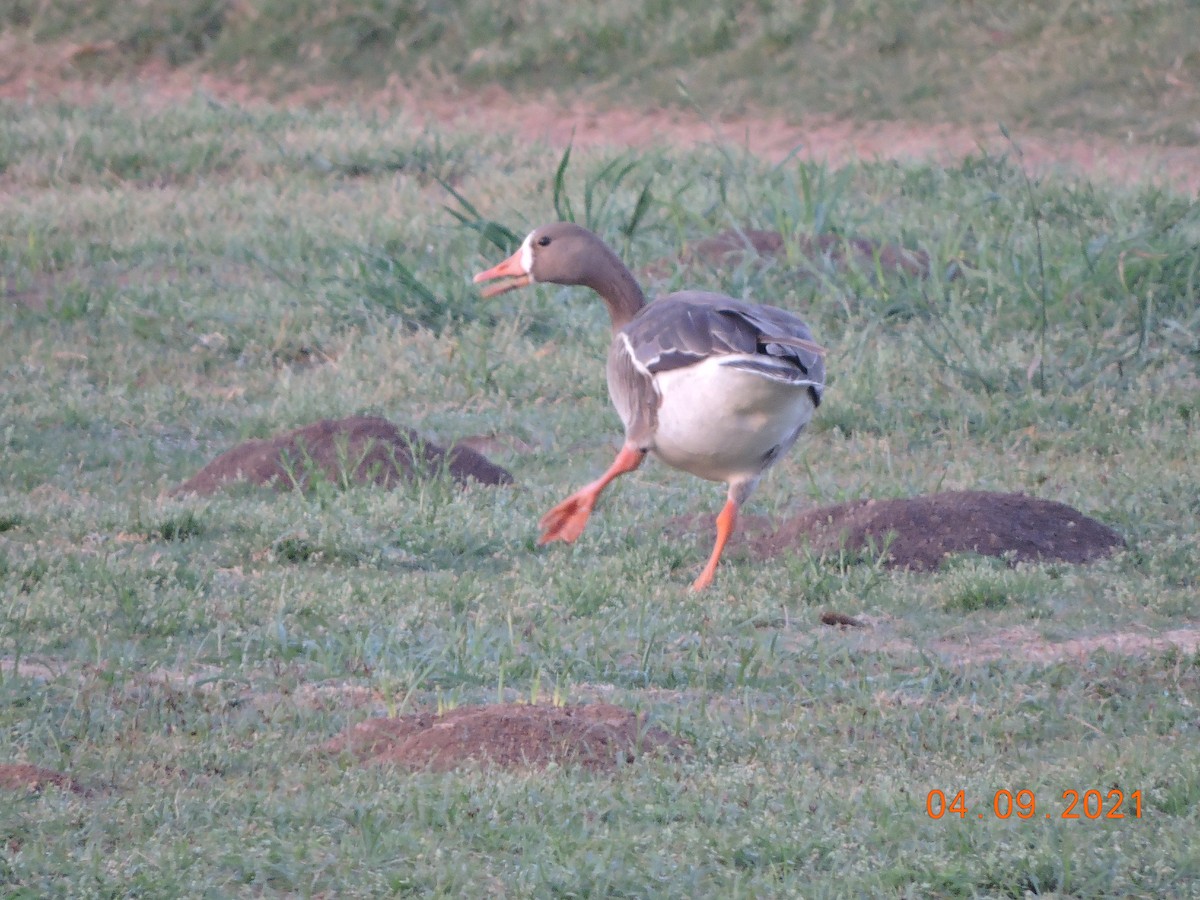 Greater White-fronted Goose - ML324410621