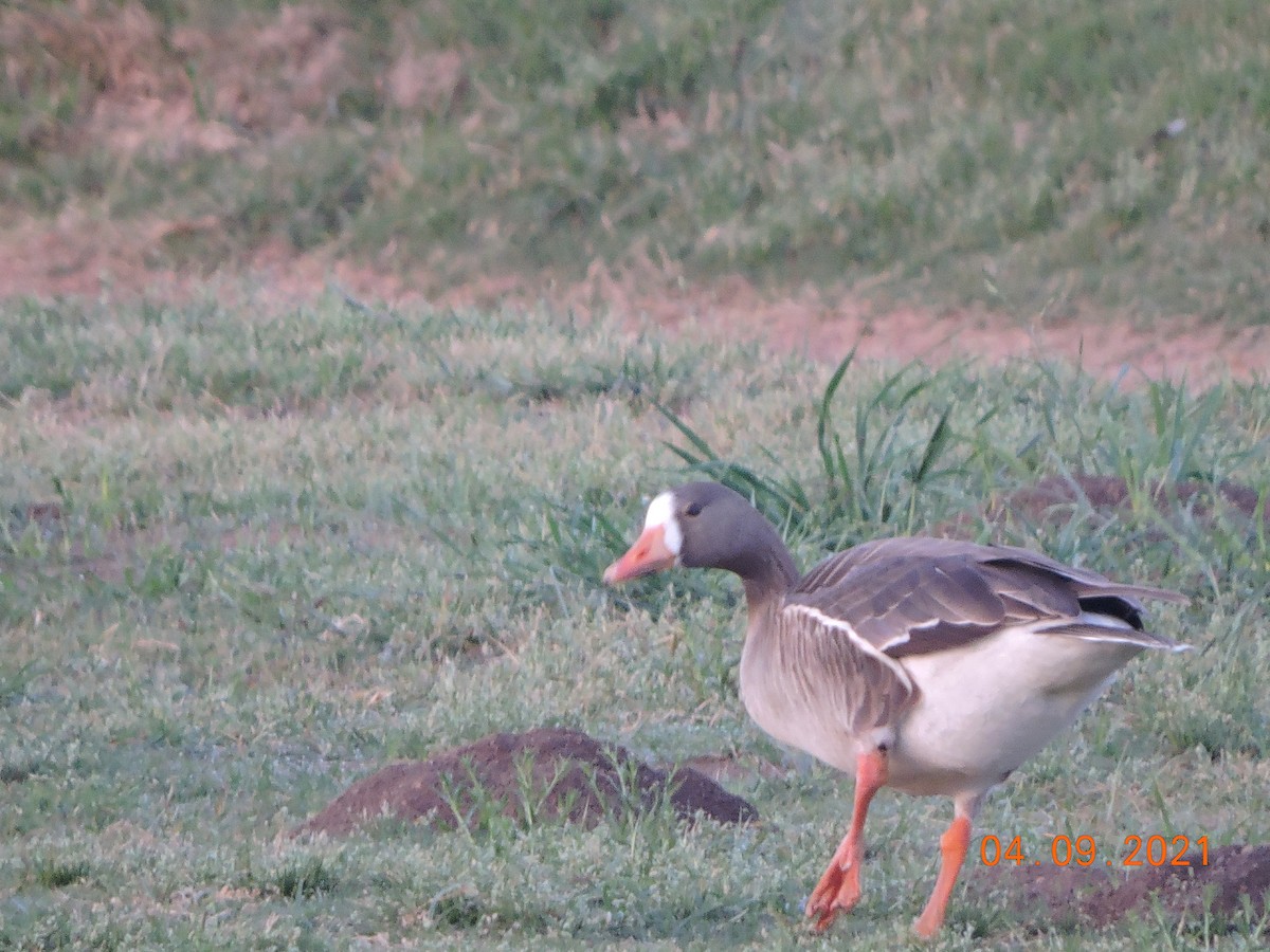 Greater White-fronted Goose - ML324410661