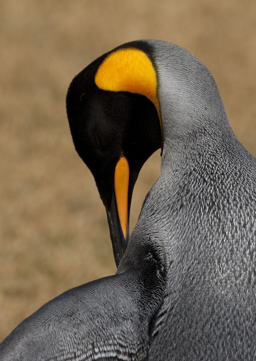 King Penguin - Brian Sullivan