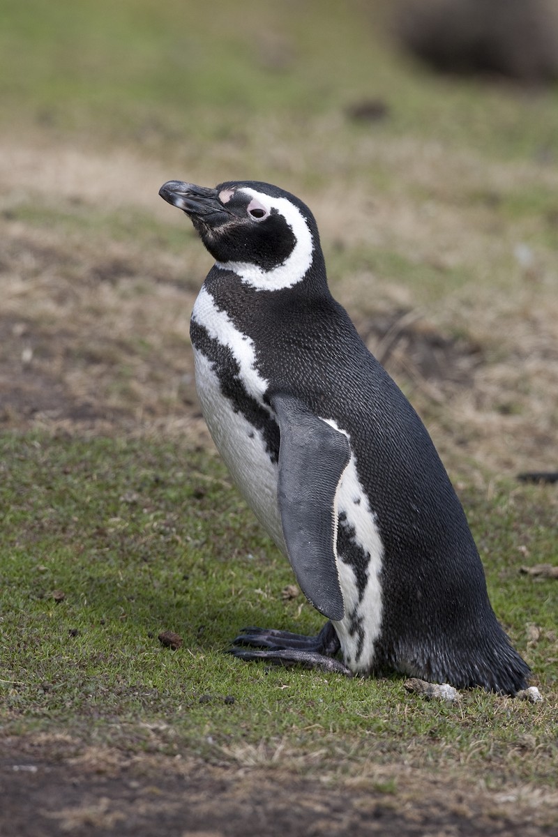Magellanic Penguin - Brian Sullivan