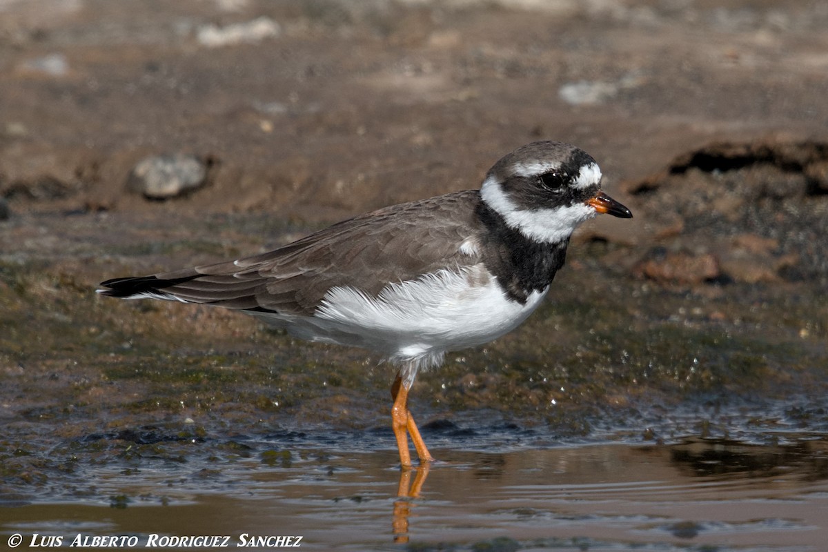 Common Ringed Plover - ML324411421