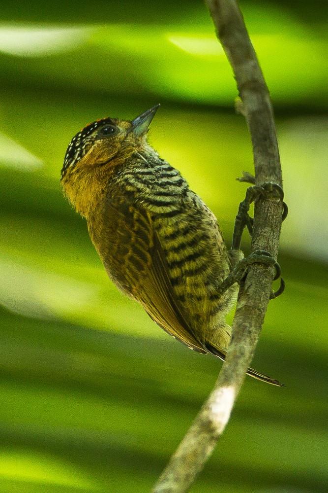 Ochre-collared Piculet - ML324413141