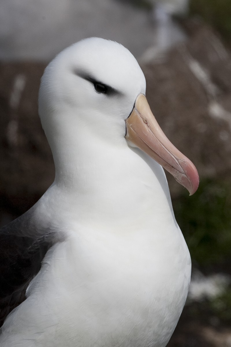 Kara Kaşlı Albatros (melanophris) - ML32441331