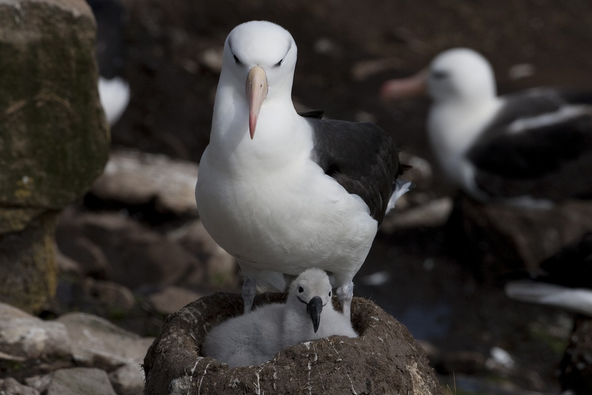 Albatros à sourcils noirs (melanophris) - ML32441341