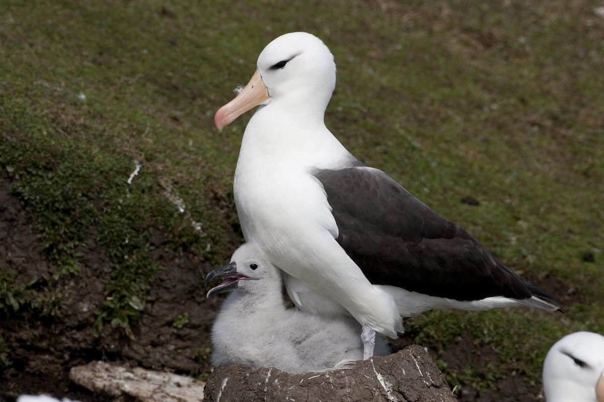 albatros černobrvý (ssp. melanophris) - ML32441361