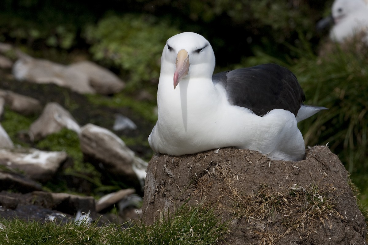 Kara Kaşlı Albatros (melanophris) - ML32441371
