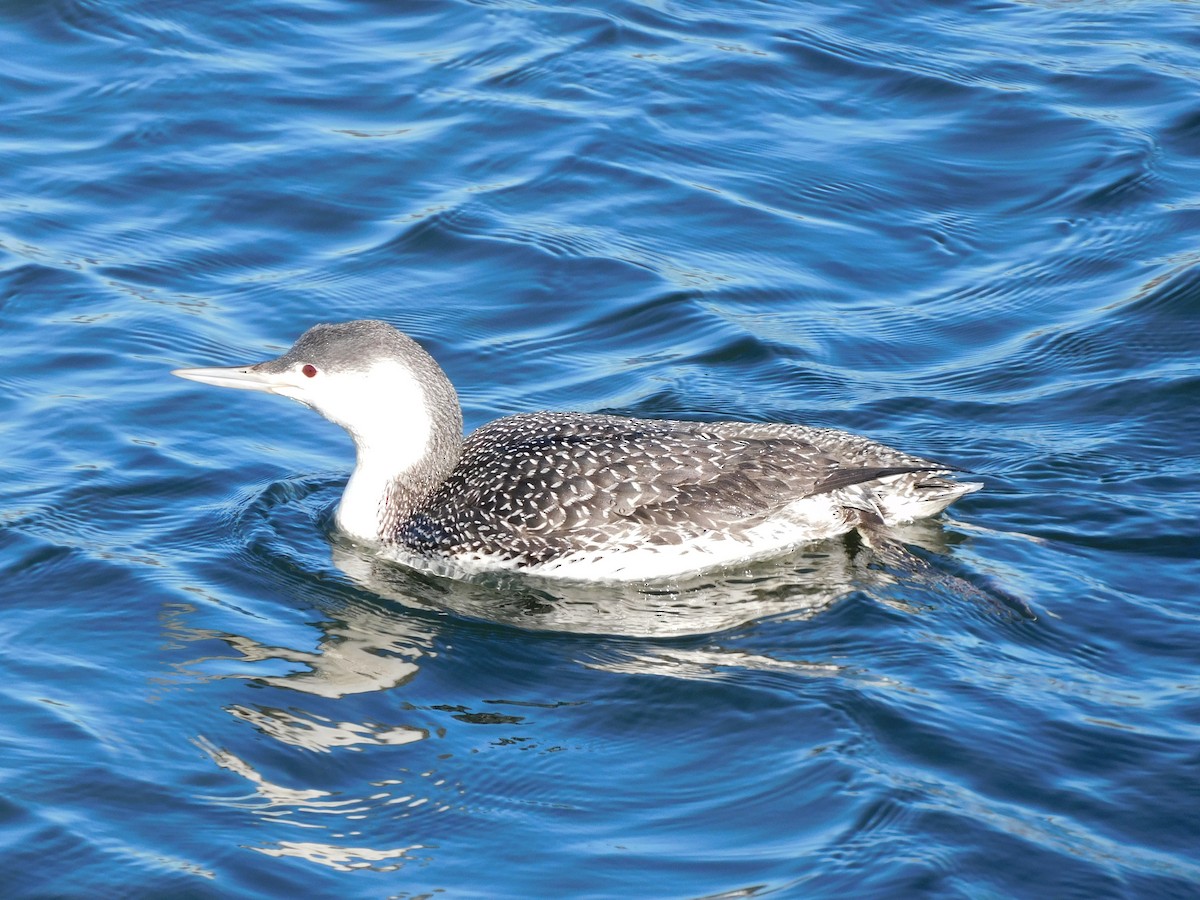 Red-throated Loon - ML324414291