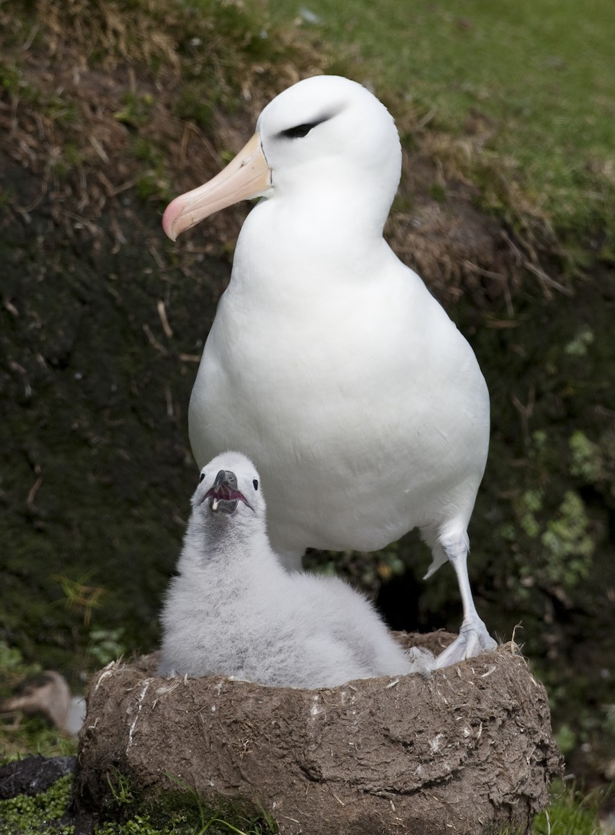 Albatros bekainduna (melanophris) - ML32441431