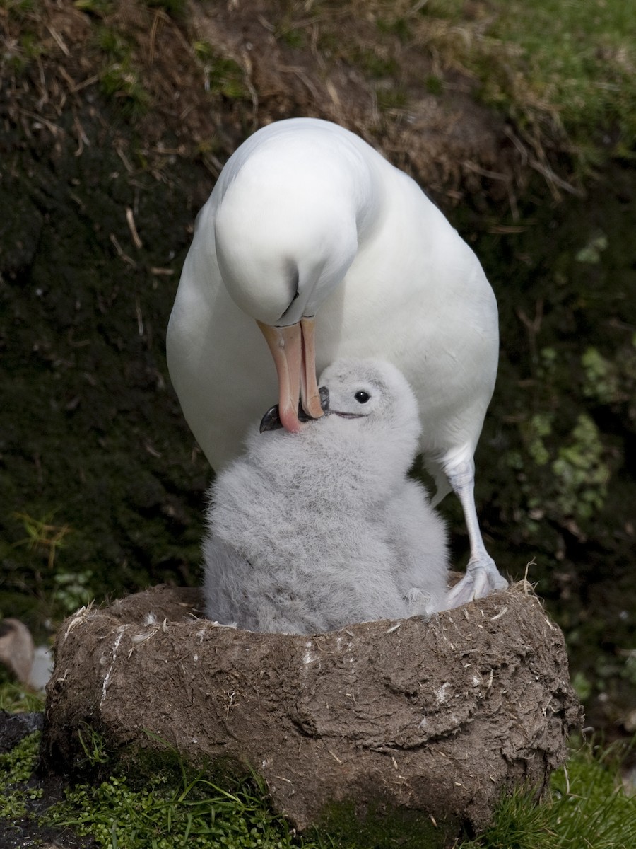 Чернобровый альбатрос (melanophris) - ML32441441