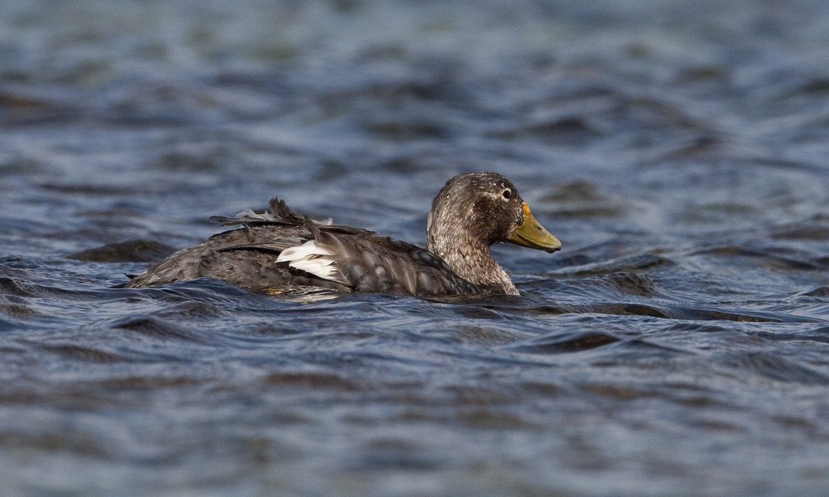 Falkland Steamer-Duck - Brian Sullivan