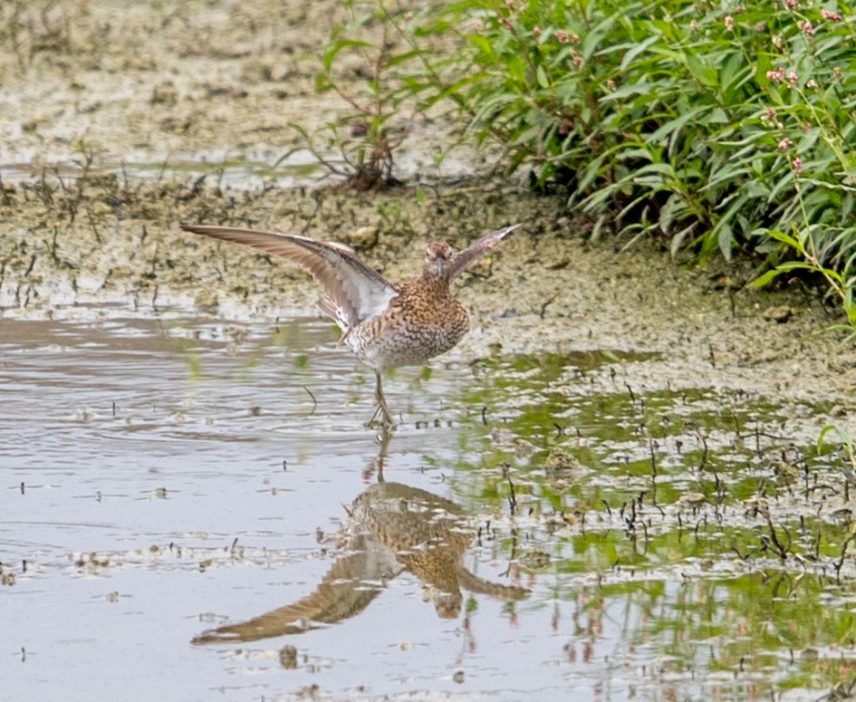 Sharp-tailed Sandpiper - Jeff Timmons