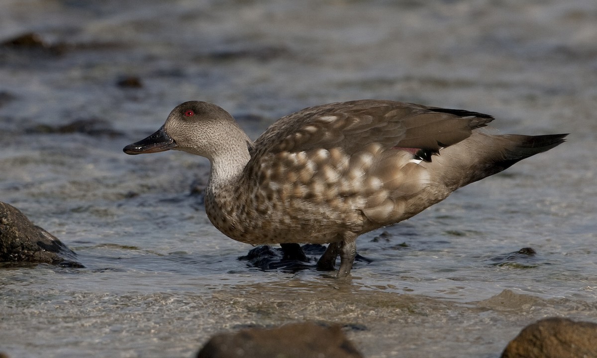 Crested Duck - ML32442691