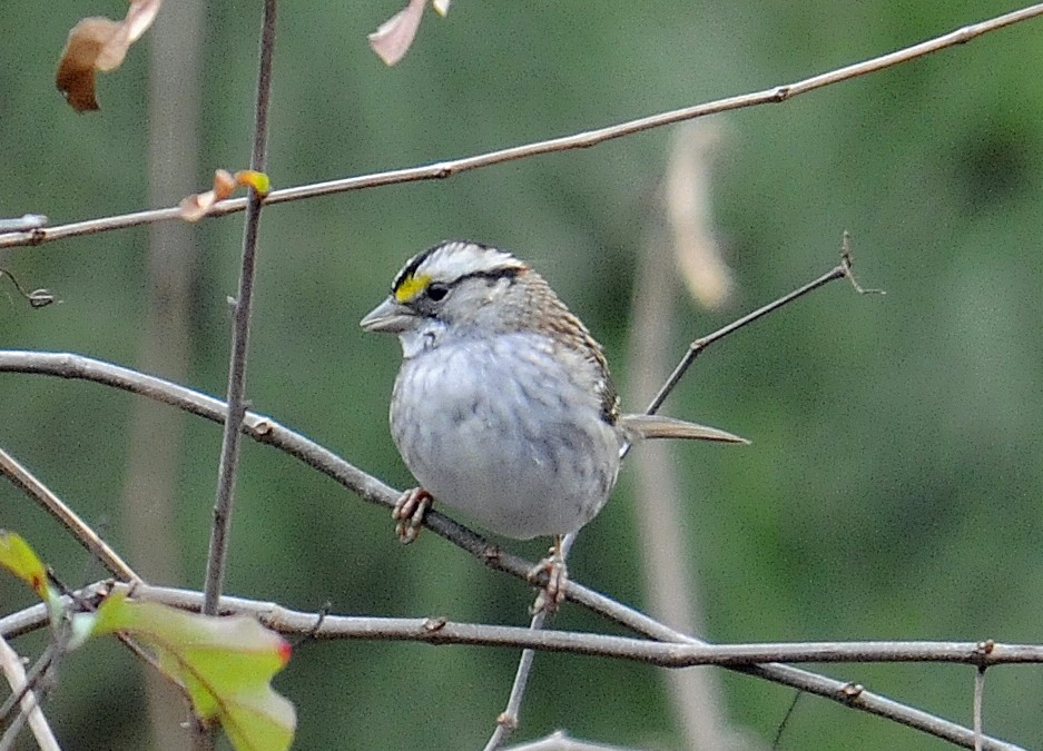 White-throated Sparrow - ML324428481