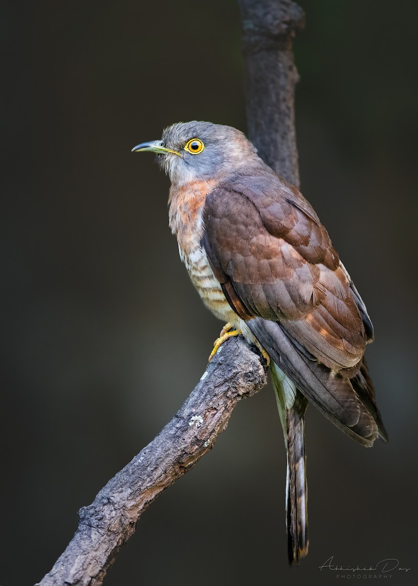 Common Hawk-Cuckoo - ML324428561