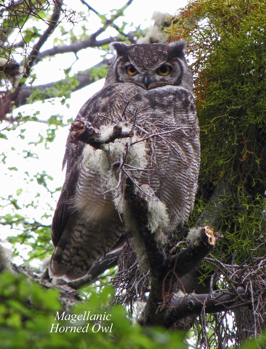 Lesser Horned Owl - Merrill Lester
