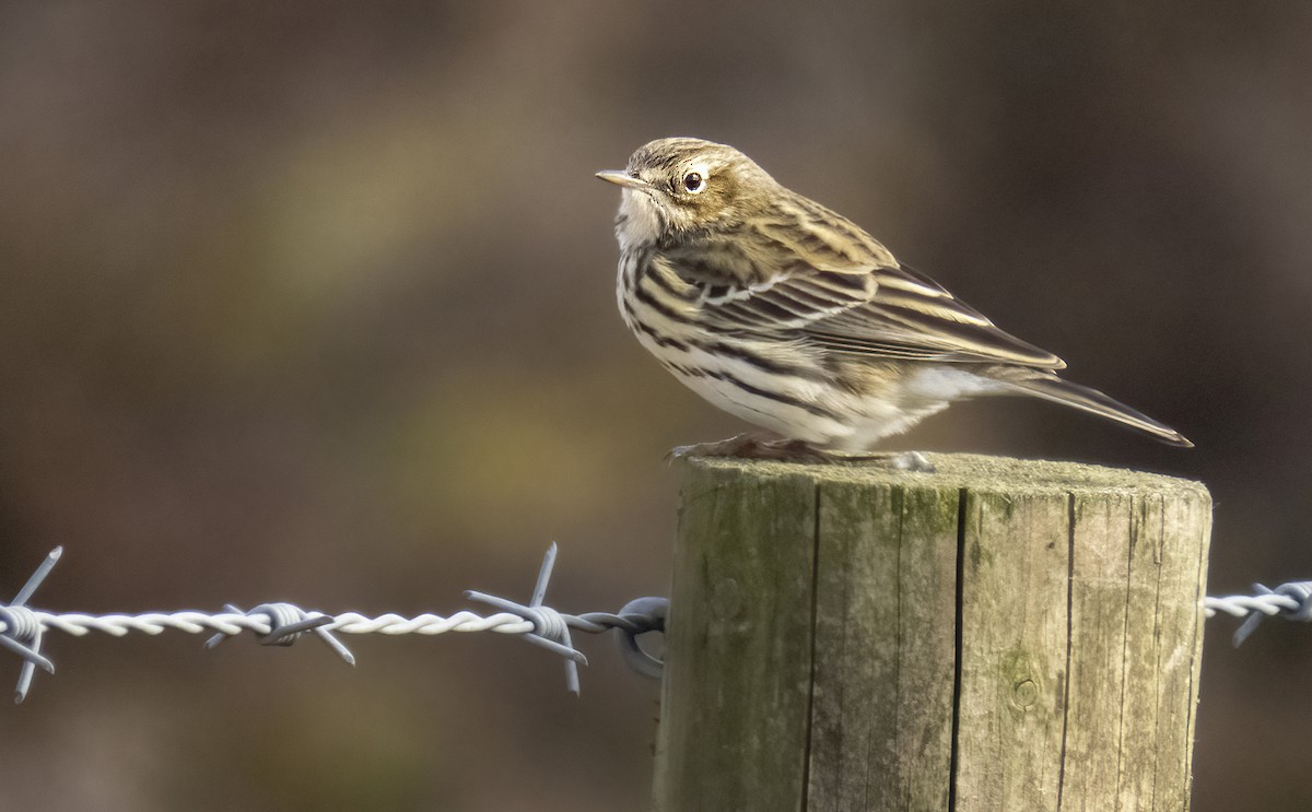 Meadow Pipit - Dominic Garcia-Hall