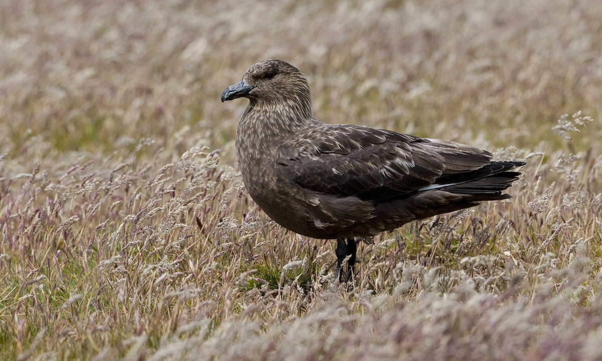 Brown Skua (Falkland) - ML32443061
