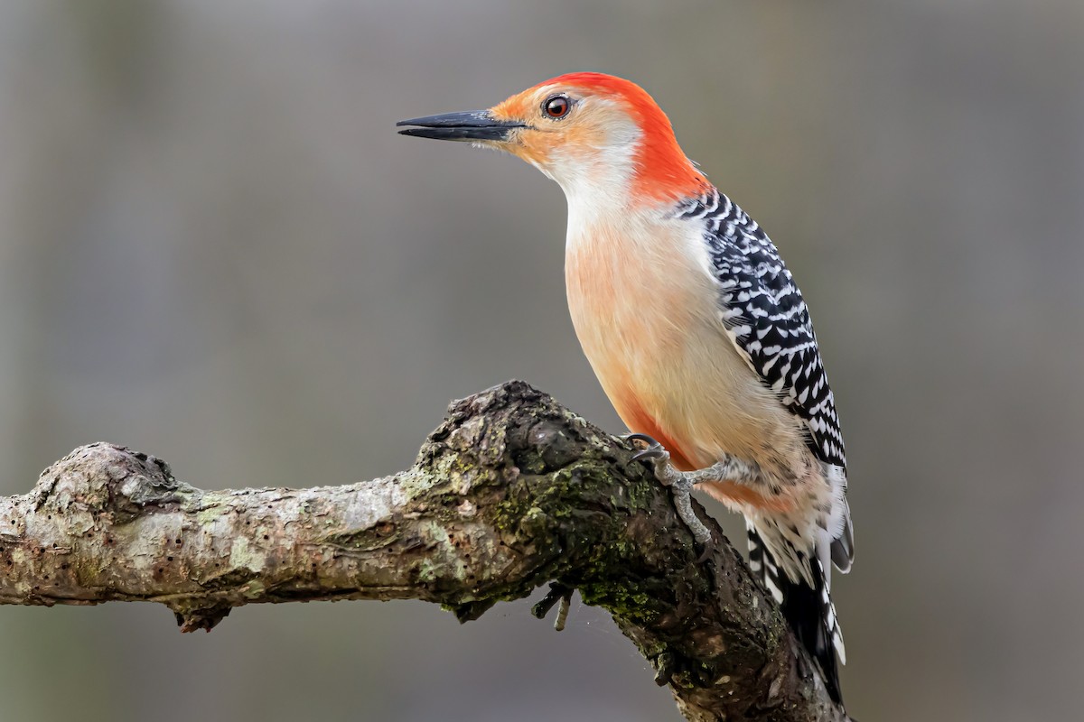 Red-bellied Woodpecker - ML324430961