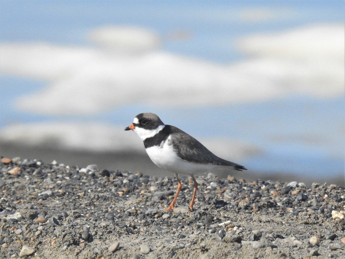 Semipalmated Plover - ML324435181
