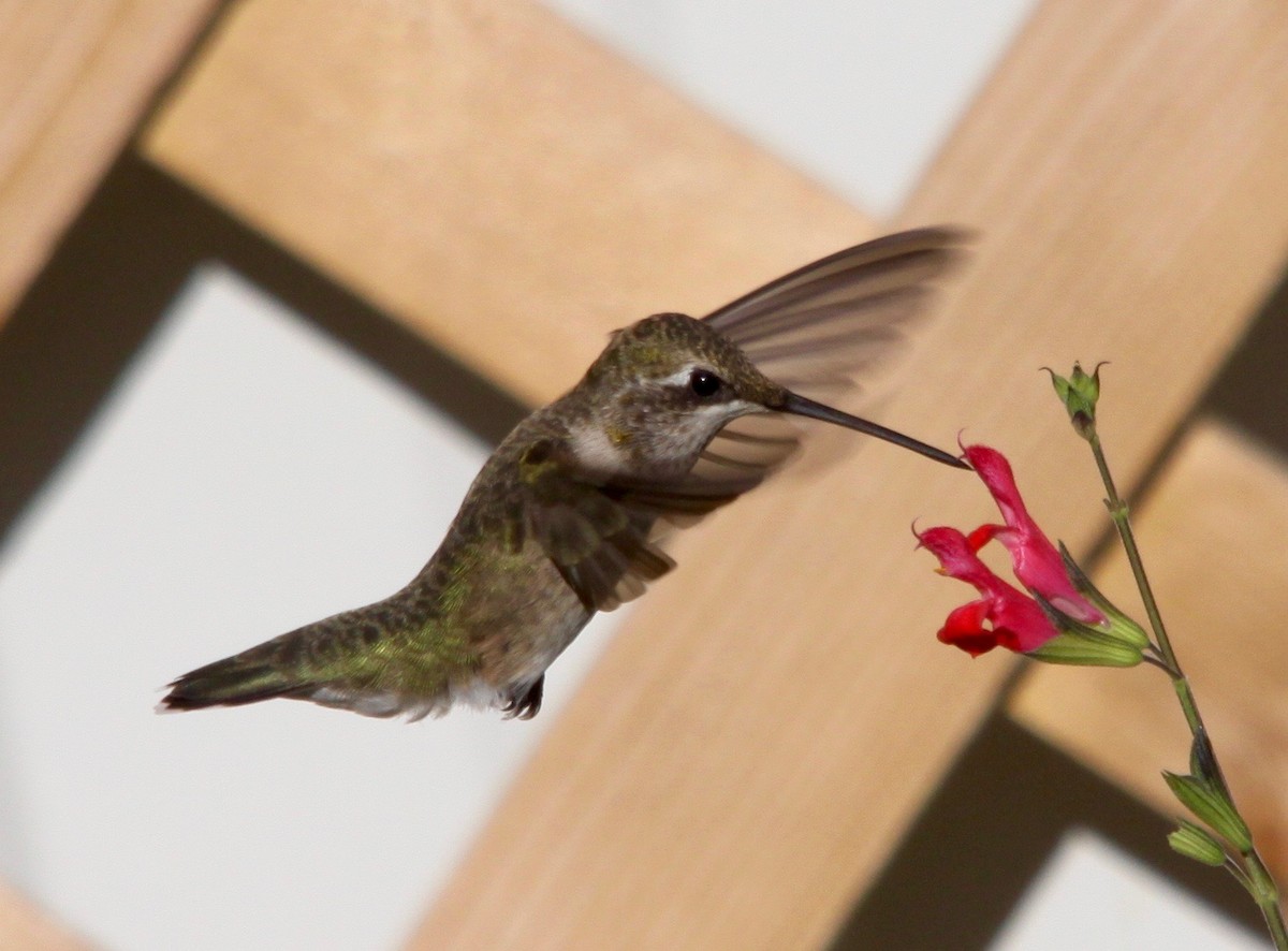 Black-chinned Hummingbird - ML32445041