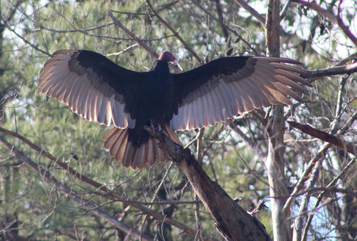 Turkey Vulture - Daniel S.