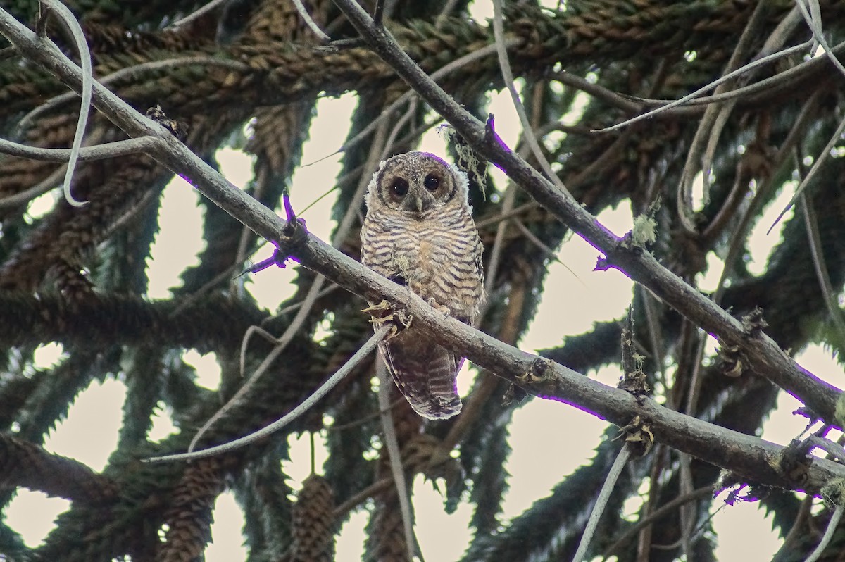 Rufous-legged Owl - Hederd Torres García